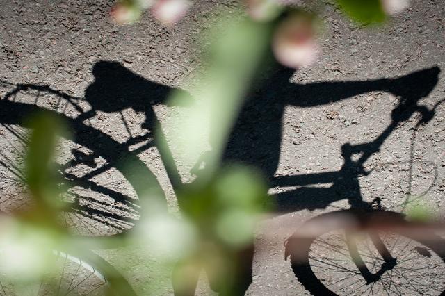 skuggan av en cykel bakom en äppelträdskvist i blom.